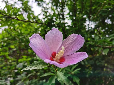 木槿花種植